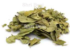 Curry Leaves